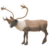 Delta Caribou