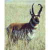 Martin Archery Target Face - MAT-2A ANTELOPE