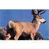 Martin Archery Target Face - MAT-2D MULE DEER