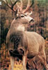 Martin Archery Target Face - MAT-1D MULE DEER