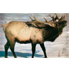 Martin Archery Target Face - MAT-2E ELK
