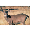 Martin Archery Target Face - MAT-2FB FIELD BUCK