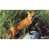 Martin Archery Target Face - MAT-3F FOX
