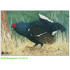 JVD Target Face - Blue Grouse - 80281
