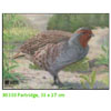 JVD Target Face - Partridge - 80331