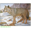 JVD Target Face - Wolf - 80231