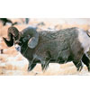 Martin Archery Target Face - MAT-1R RAM