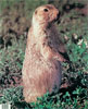 Martin Archery Target Face - MAT-4S SQUIRREL