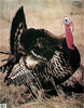 Martin Archery Target Face - MAT-3T TURKEY